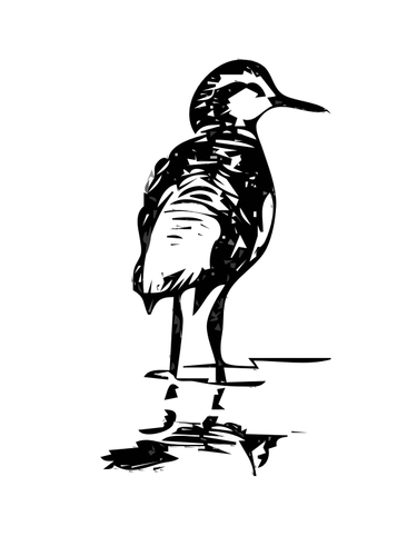 Phalaropus wektor clipart